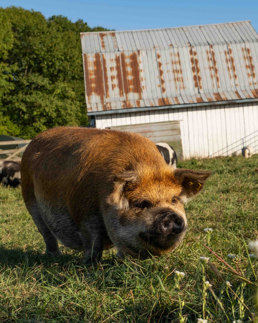 Mature Gilt (Breed ready)