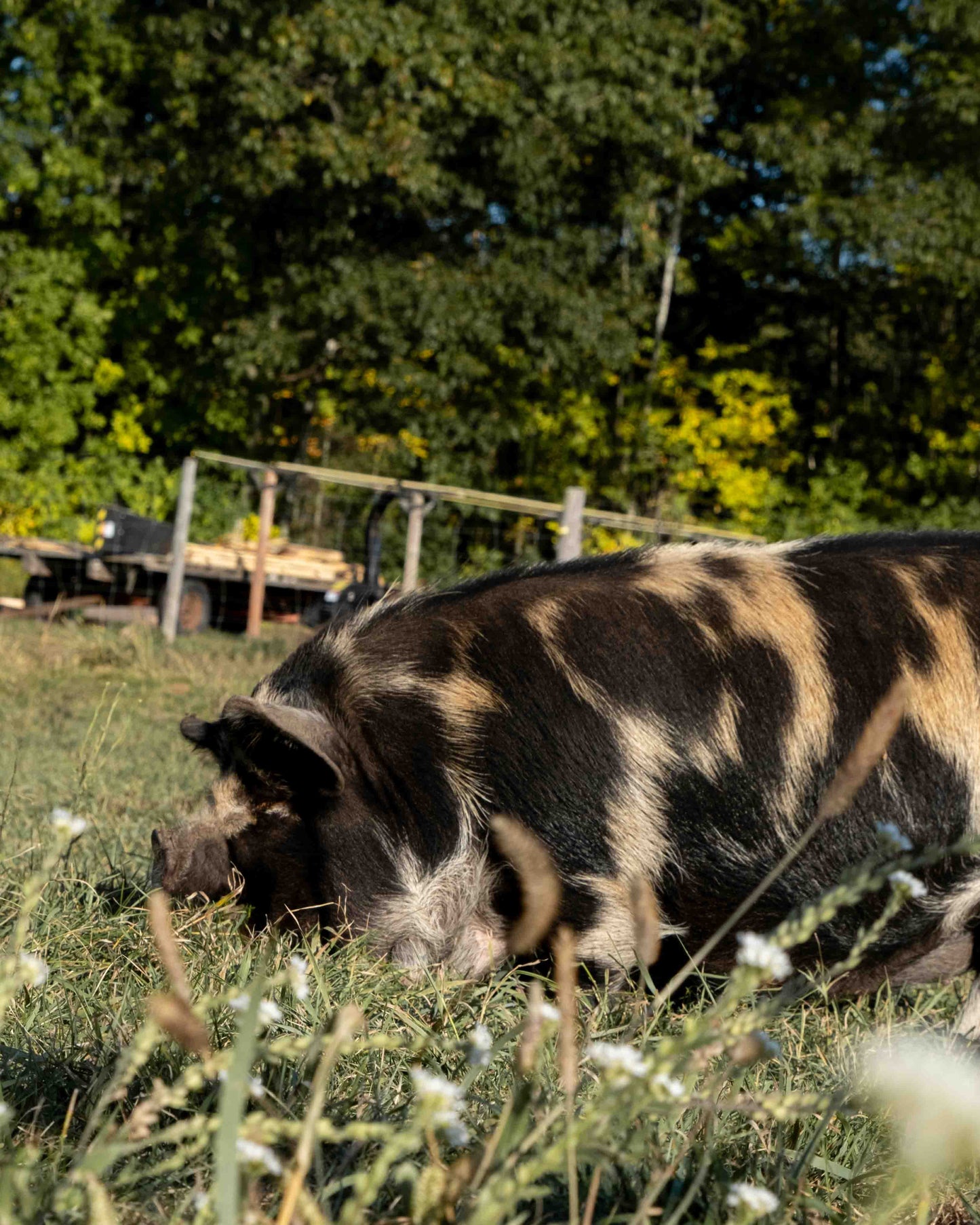 Mature Gilt (Breed ready)