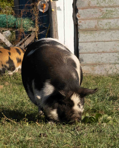 Mature Gilt (Breed ready)