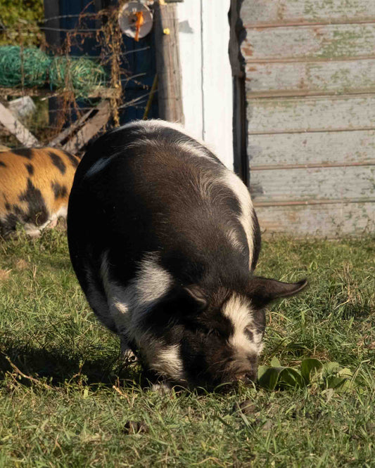 Mature Gilt (Breed ready)