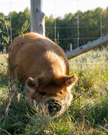 Mature Gilt (Breed ready)