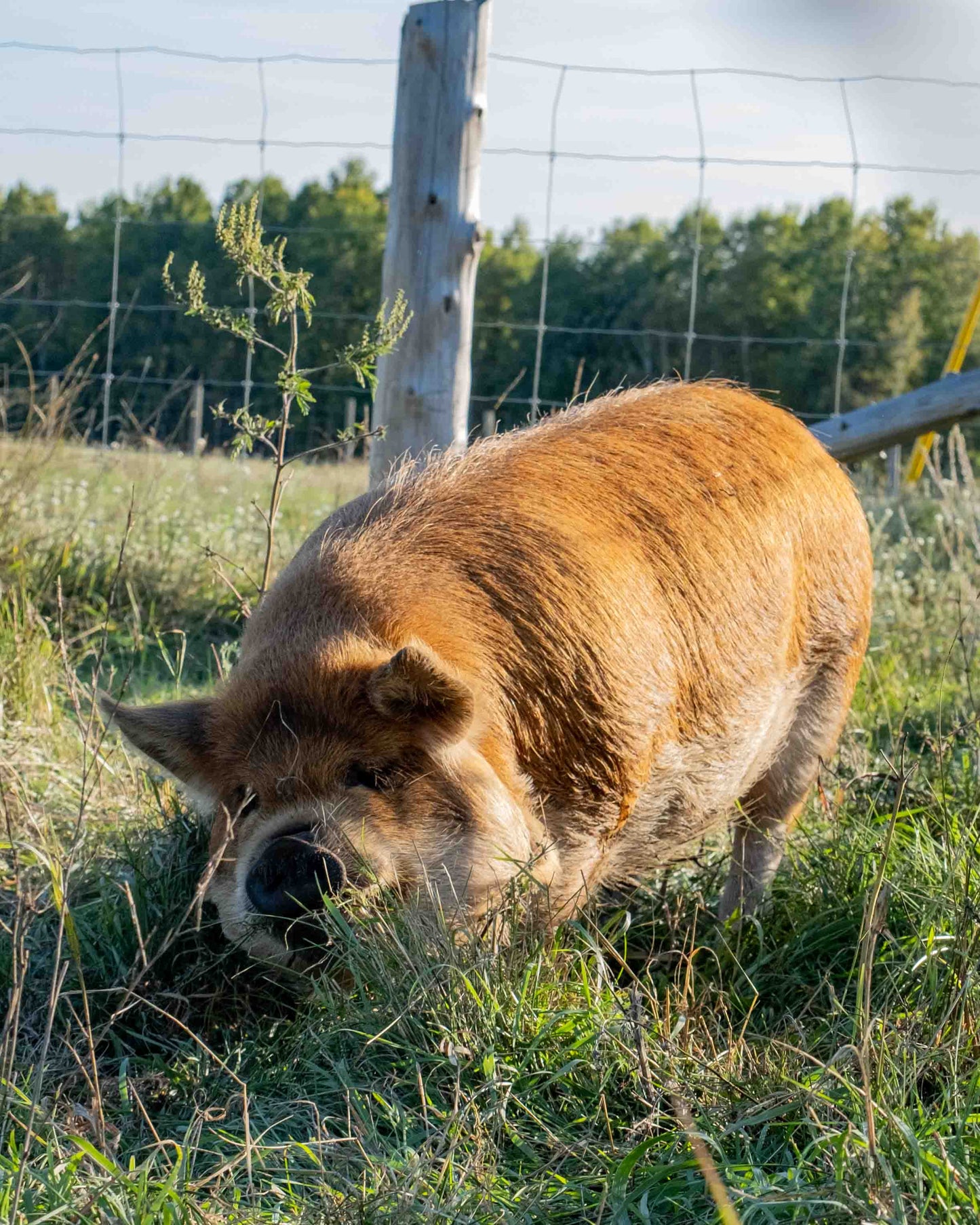 Mature Gilt (Breed ready)