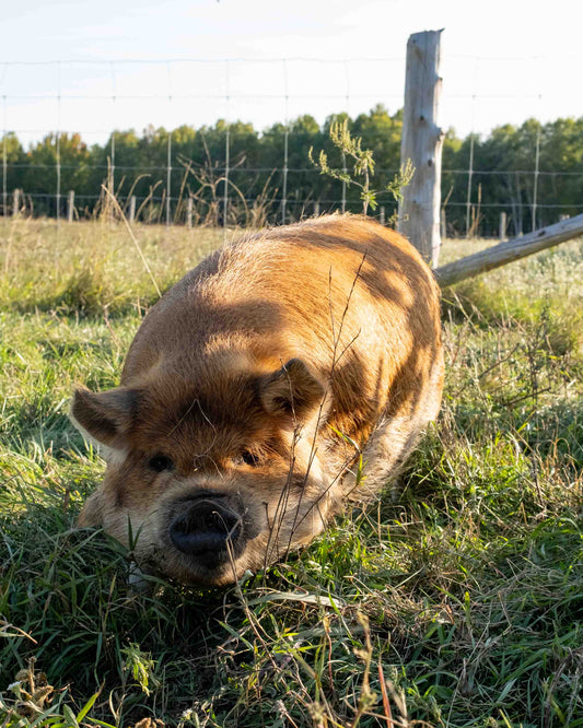 Mature Gilt (Breed ready)