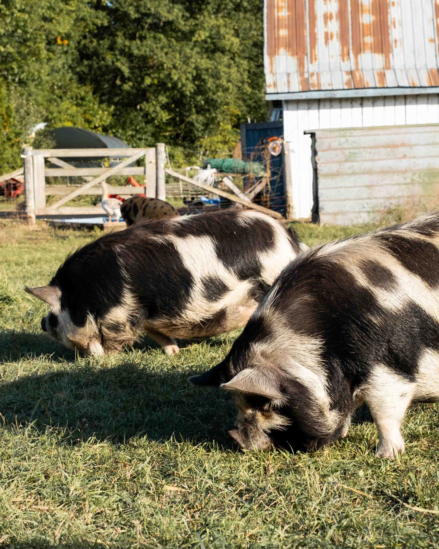 Mature Gilt (Breed ready)