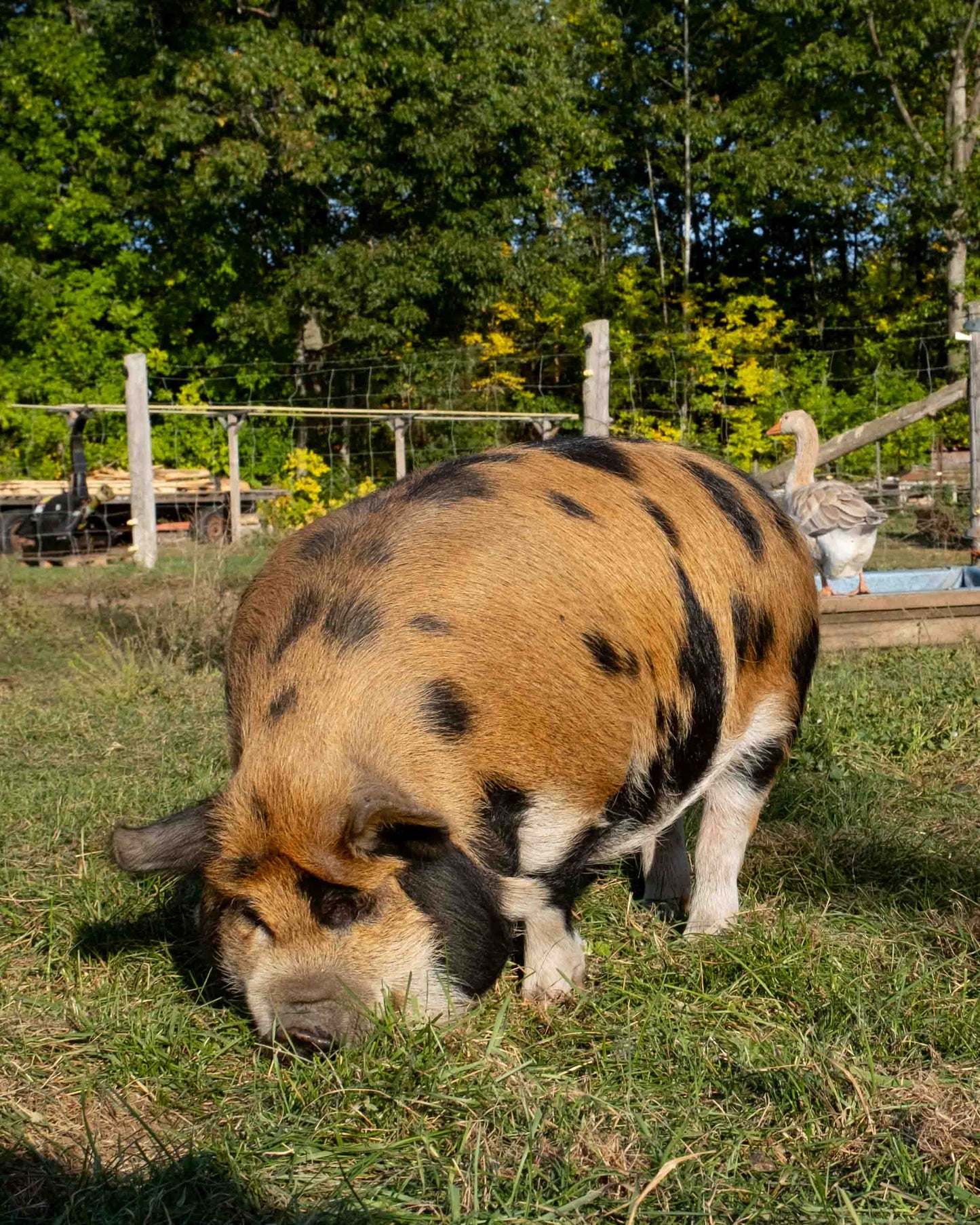 Mature Gilt (Breed ready)