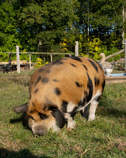 Mature Gilt (Breed ready)