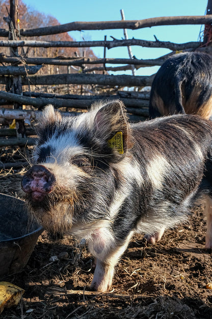 Kunekune AKKPS Registered Gilt