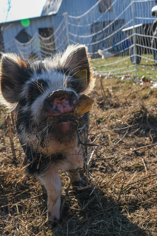 Kunekune AKKPS Registered Gilt