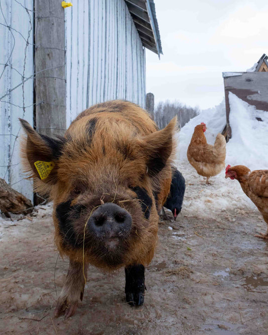 Kunekune AKKPS Registered Boar