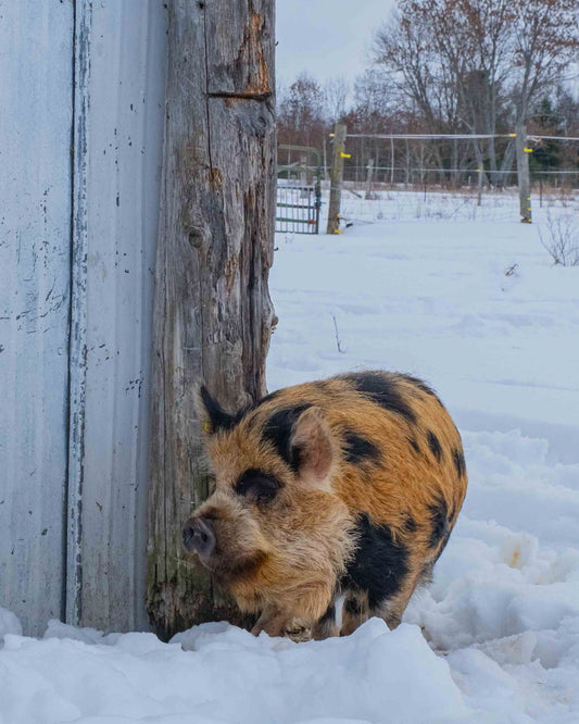 Kunekune AKKPS Registered Boar